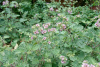 Phacelia bolanderi - Caterpillar Flower