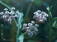 Asclepias fascicularis - Butterfly Weed