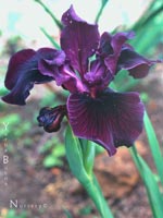 Iris 'Stroke of Midnight' - PCH-Iris