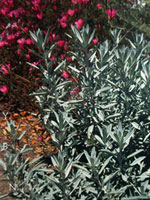 Artemisia ludoviciana 'Silver King' -  Wormwood