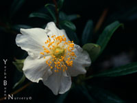 Carpenteria californica - Bush Anemone