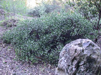 Arctostaphylos hookeri 'Ken Taylor' - Monterey Manzanita