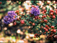 Ceanothus 'Dark Star' - Wild Lilac