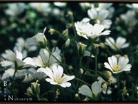 Cerastium arvense - Meadow Chickweed