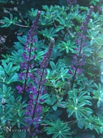 Lupinus latifolius - Broadleaf Lupine