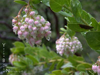 Arctostaphylos refugioensis - Refugio Manzanita