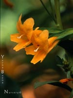 Mimulus aurantiacus - Sticky Monkeyflower