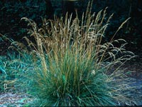 Deschampsia caespitosa - Tufted Hair Grass