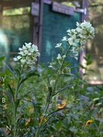 Erysimum concinnum - Coast Wallflower