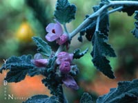 Malacothamnus clementinus - San Clemente Island Bush Mallow