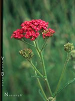 Achillea millefolium - Yarrow