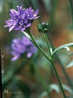 Triteleia laxa 'Queen Fabiola' - Ithuriel's Spear