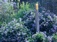 Ceanothus 'Joyce Coulter' - Wild Lilac