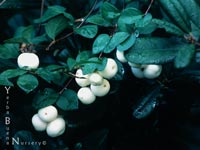 Symphoricarpos albus - Snowberry