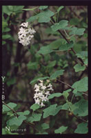 Ribes sanguineum glutinosum 'White Icicle' - White Flowering Currant