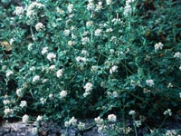 Eriogonum parvifolium - Seacliff Buckwheat