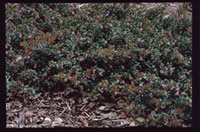 Arctostaphylos 'Seaspray' - 'Seaspray' Manzanita