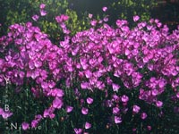 Clarkia bottae - Punchbowl   Godetia