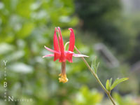 Aquilegia eximia - Summer Columbine