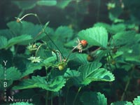 Fragaria californica (vesca) - Woodland Strawberry