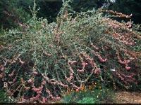 Malacothamnus arcuatus 'Edgewood' - San Mateo Bush Mallow