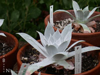 Dudleya pulverulenta - Dudleya