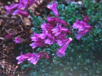 Penstemon davidsonii - Beard-Tongue