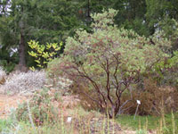 Arctostaphylos bakeri 'Louis Edmunds' - Serpentine Manzanita