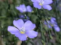 Linum lewisii - Western Blue Flax