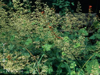 Heuchera micrantha - White-Flowered Coral Bells