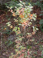 Crataegus douglasii - Western Hawthorn