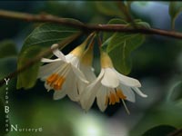 Styrax officinalis - Snowdrop Bush