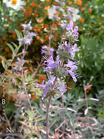 Salvia 'Vicki Romo' - Hybrid Sage