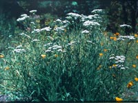 Achillea millefolium 'King Range' - White Yarrow