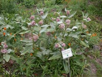 Asclepias speciosa - Showy Milkweed