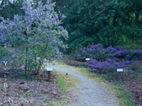 Ceanothus griseus 'Ray Hartman' - Wild Lilac