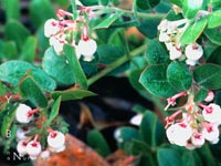 Arctostaphylos edmundsii 'Little Sur' - Bronze Mat Manzanita