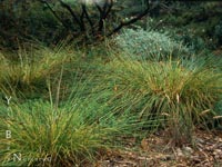 Carex tumulicola - Berkeley Sedge