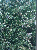 Ceanothus 'Frosty Blue' - Wild Lilac