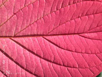 Cornus sericea - Red Twig Dogwood