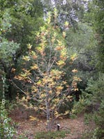 Fraxinus latifolia - Oregon Ash