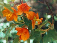 Fremontodendron californicum decumbens - Pine Hill Flannelbush