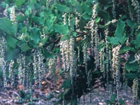 Garrya elliptica 'James Roof' - Coast Silk Tassel