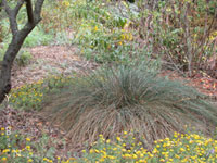 Juncus patens - Common Rush