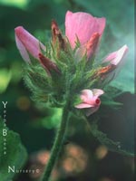 Malacothamnus palmeri lucianus - Arroyo Seco Bush Mallow