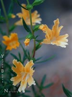 Mimulus bifidus - Apricot Monkeyflower