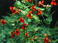 Mimulus cardinalis - Scarlet Monkeyflower