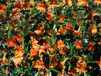 Mimulus 'Cutting Edge' - Monkeyflower