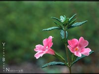 Mimulus - Monkeyflower