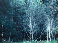 Populus tremuloides - Quaking Aspen